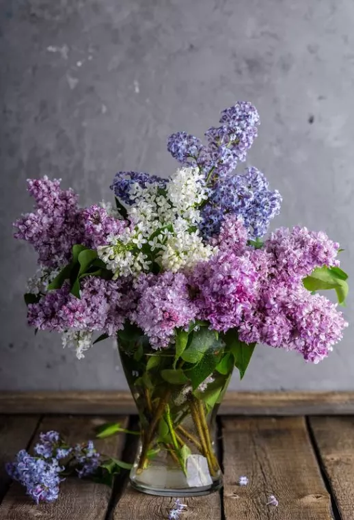 Acheter un bouquet de lilas mauve et blanc pour la Saint-Valentin, Bastia, L'Îlot Fleurs