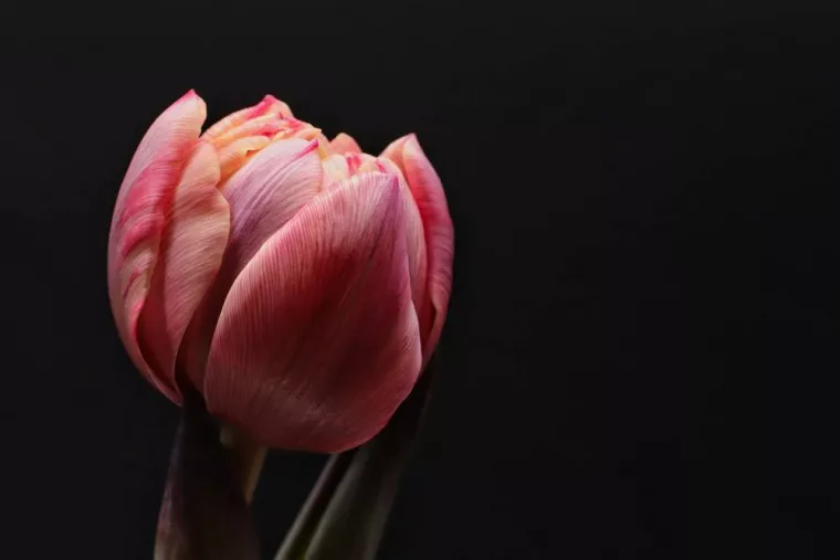 Acheter une composition florale à base de tulipes pour des obsèques, Bastia, L'Îlot Fleurs