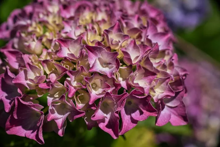 Bouquet d’hortensias séchés, Bastia, L'Îlot Fleurs