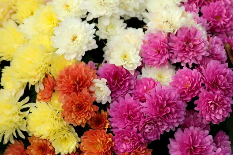 Composition florale avec des chrysanthèmes d'automne, Bastia, L'Îlot Fleurs